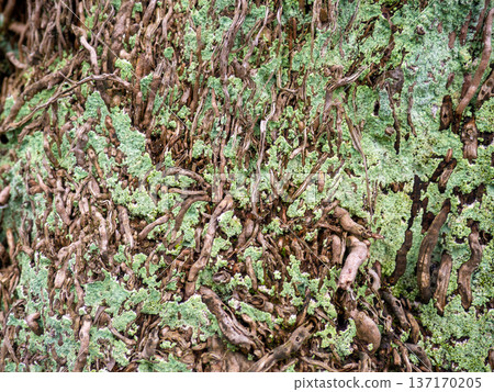 Wood surface background. Palm bark. Roots on the trunk. Uneven natural surface. Natural texture Wood surface background. Palm bark. Roots on the trunk. Uneven natural surface. Natural texture 137170205