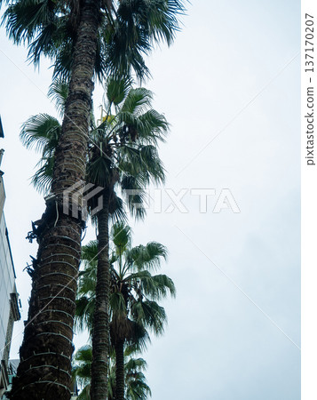 Tall palm trees against a cloudy sky. Autumn at the southern resort. tropical trees in bad weather. Tall palm trees against a cloudy sky. Autumn at the southern resort. tropical trees in bad weather. 137170207
