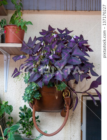 Flower pots of unusual shape. A pot from a bag with a plant. Gardening. Creative thinking in everyday life. 137170227