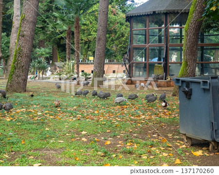 City park with animals. Fencing for animals. Peacock babies. Many birds walk on the ground. Nursery. 137170260