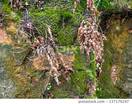 Brickwork breaks through under the cement. Background from an old wall and moss. Mold and moss on the wall. Part of an old house. Cement and brick background Brickwork breaks through under the cement. Background from an old wall and moss. Mold and moss on the wall. Part of an old house. Cement and brick background 137170297
