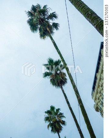 Tall palm trees against a cloudy sky. Autumn at the southern resort. tropical trees in bad weather. Tall palm trees against a cloudy sky. Autumn at the southern resort. tropical trees in bad weather. 137170303