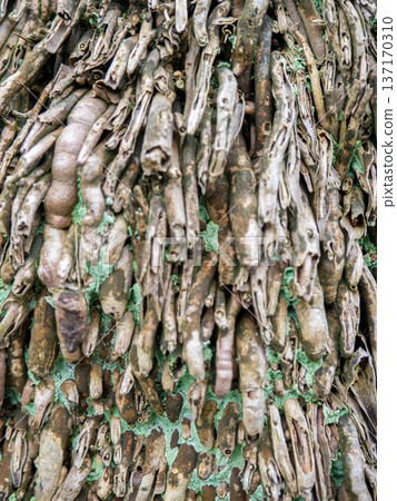 Wood surface background. Palm bark. Roots on the trunk. Uneven natural surface. 137170310