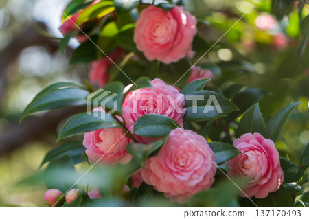 Pink camellia flowers blooming in the former Furukawa Gardens (Tokyo) Pink camellia flowers blooming in the former Furukawa Gardens (Tokyo) 137170493