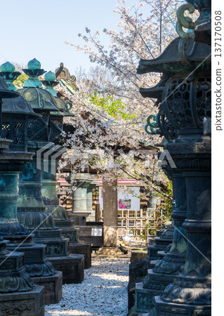 Lanterns and cherry blossoms at Ueno Toshogu Shrine 137170508