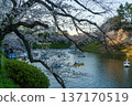 Cherry blossoms and boats at Chidorigafuchi 137170519
