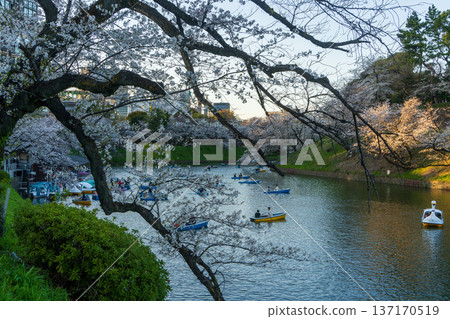 Cherry blossoms and boats at Chidorigafuchi 137170519