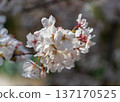 Pink cherry blossoms blooming in spring in Tokyo 137170525