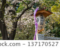 Cherry blossoms and lanterns at Shiba Toshogu Shrine 137170527