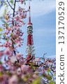 Tokyo Tower and Sakura 137170529