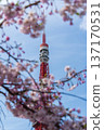 Tokyo Tower and Sakura 137170531