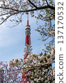 Tokyo Tower and Sakura 137170532