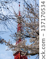 Tokyo Tower and Sakura 137170534