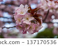 Pink cherry blossoms blooming in spring in Tokyo 137170536