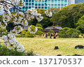 Cherry blossoms at Hamarikyu Gardens and Tokyo skyscrapers 137170537