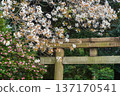 Cherry blossoms and camellias at Hamarikyu Gardens 137170541