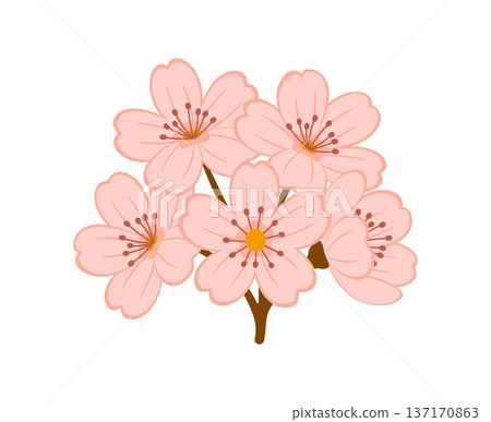 Pink sakura cherry blossoms. Hand drawn trendy flat style isolated 137170863