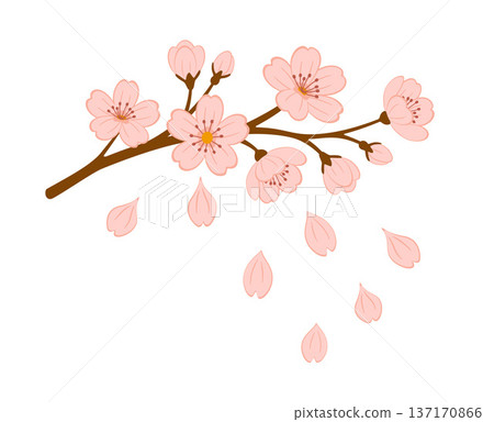 Blooming cherry blossom branch with pink flowers and falling petals. Hand drawn flat style 137170866