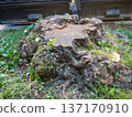 Old stump of a cut down large tree. Stump in the city. Remains of a giant. 137170910