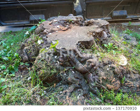 Old stump of a cut down large tree. Stump in the city. Remains of a giant. Old stump of a cut down large tree. Stump in the city. Remains of a giant. 137170910