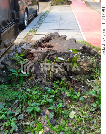 Old stump of a cut down large tree. Stump in the city. Remains of a giant. 137170913