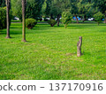 Landscaping a park in the city. Remains of a felled tree among whole ones. 137170916
