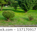 Landscaping a park in the city. Trimmed juniper bush. Green lawn. 137170917