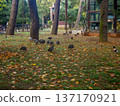 City park with animals. Fencing for animals. Peacock babies. Many birds walk on the ground. Nursery. 137170921
