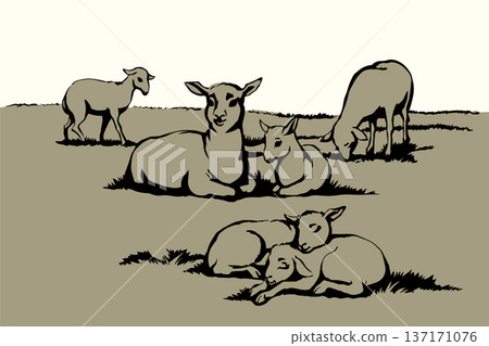 Vector drawing. Small sheeps lay at the field Vector drawing. Small sheeps lay at the field 137171076