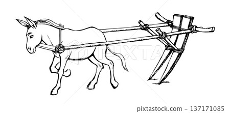 Vector drawing. Cute old mule Vector drawing. Cute old mule 137171085