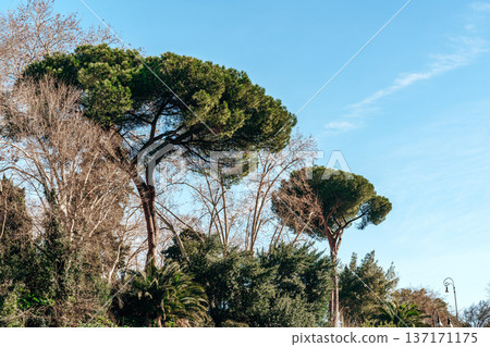 Tall trees stand against a blue sky in an outdoor space during a clear day 137171175