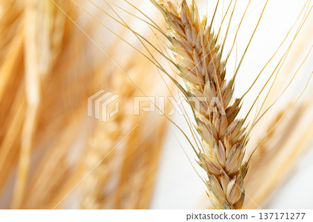 Wheat heads grow in a field under sunlight during the harvest season Wheat heads grow in a field under sunlight during the harvest season 137171277