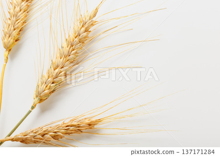 Golden wheat stalks arranged on a plain background during daylight hours 137171284
