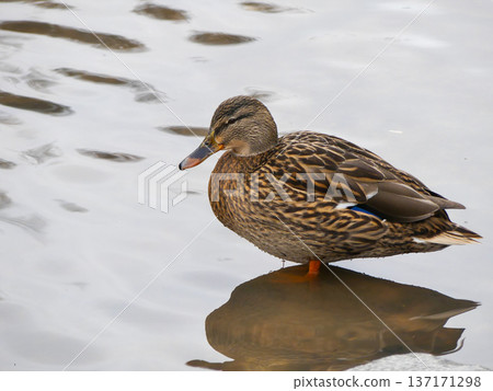 Duck standing in shallow water reflecting on surface 137171298