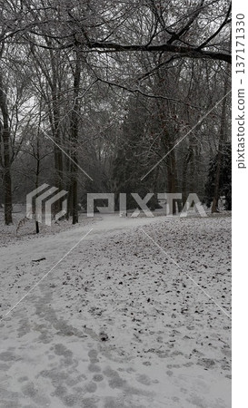 Winter park path covered in fresh snow and trees 137171330