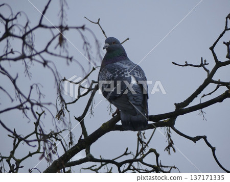 Dove perching on bare tree branch looking at camera 137171335