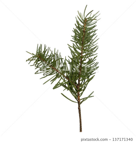 Pine twig displaying fresh green needles isolated Pine twig displaying fresh green needles isolated 137171340