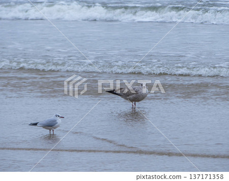 Gulls standing in shallow water along winter baltic sea shore Gulls standing in shallow water along winter baltic sea shore 137171358