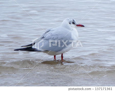 Black headed gull standing in shallow baltic sea water 137171361