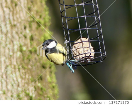 Great tit bird feeding on a suet feeder Great tit bird feeding on a suet feeder 137171370
