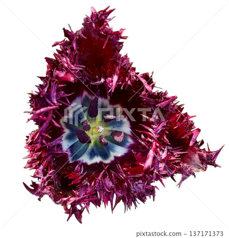 Fringed tulip petals in rich dark purple color Fringed tulip petals in rich dark purple color 137171373