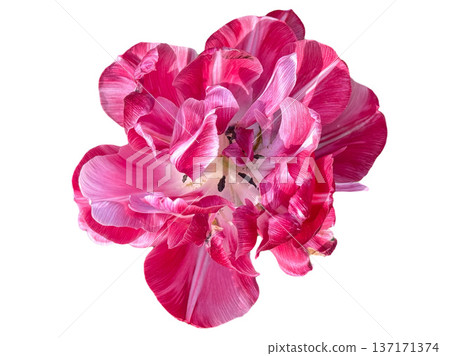 Pink tulip petals blooming isolated white background 137171374