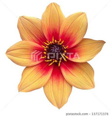 Dahlia flower isolated on white background blooming Dahlia flower isolated on white background blooming 137171378