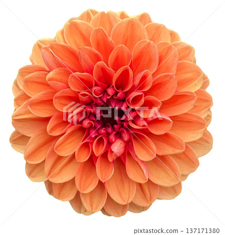 Orange dahlia flower blooming on white background Orange dahlia flower blooming on white background 137171380