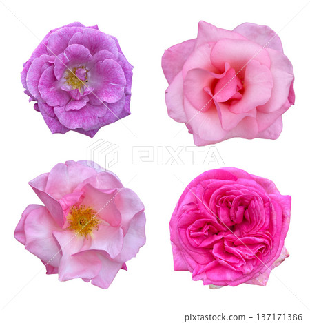 Various pink and purple rose flowers isolated on white Various pink and purple rose flowers isolated on white 137171386