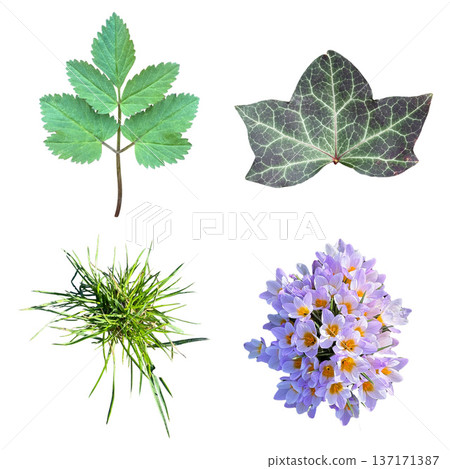 Natural elements collection isolated on white background 137171387