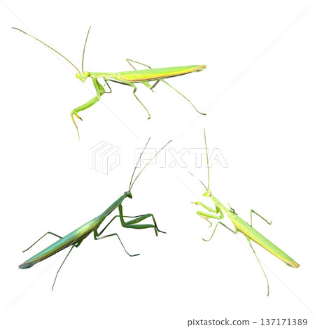 Green praying mantises walking against white background Green praying mantises walking against white background 137171389