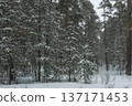 Snow-covered pine forest in winter 137171453