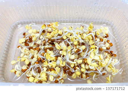 蘿蔔苗在發芽的第三天 137171712