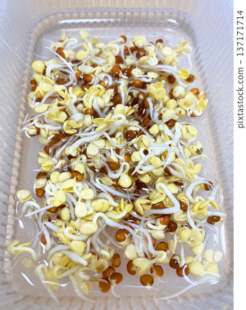 蘿蔔苗，根係正在生長 137171714